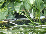 FZ007909 Jumping Marsh frogs (Pelophylax ridibundus) on ledge.jpg